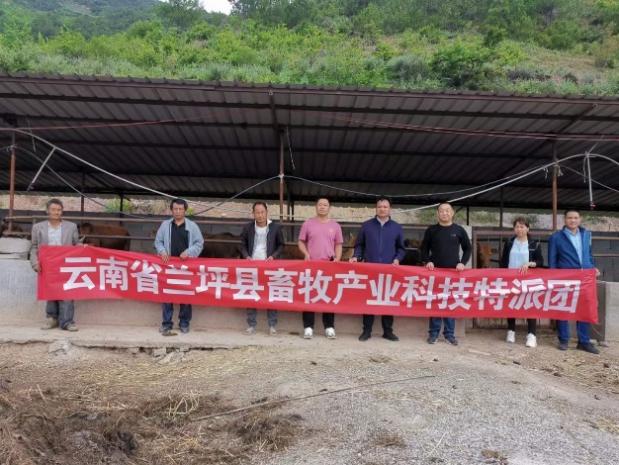云南省兰坪县畜牧产业科技特派团开展肉牛产业科技服务