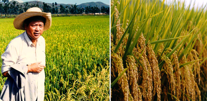 "three lines" mating of hybrid japonica rice
